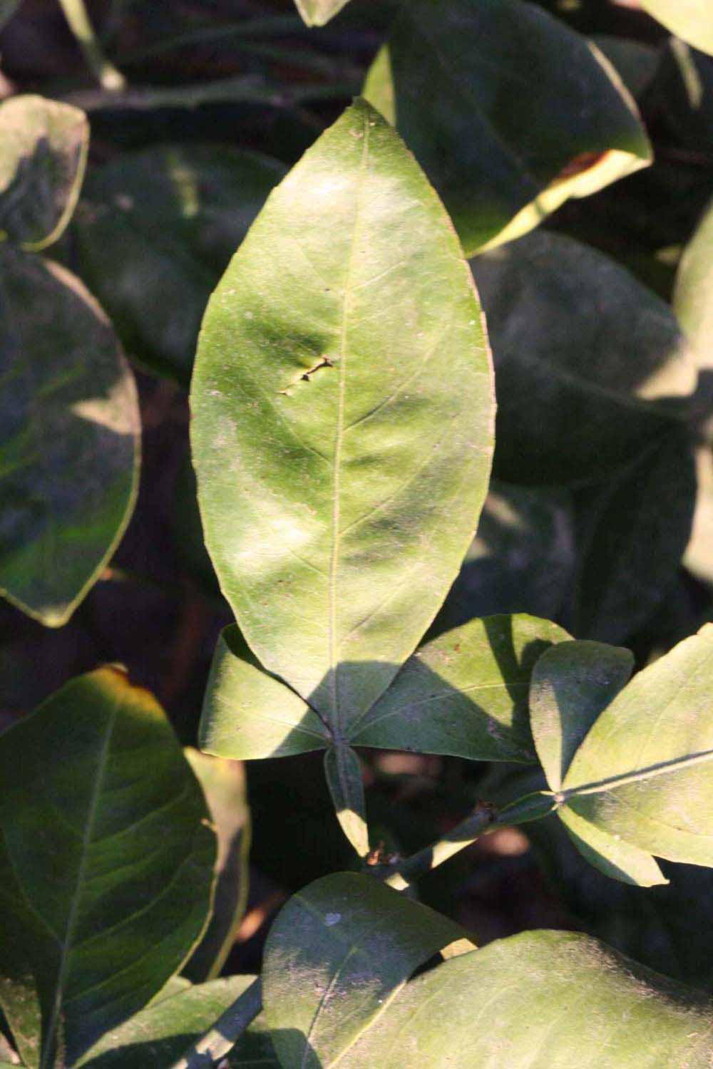              Trifoliolate leaf (Riverside, CA)       